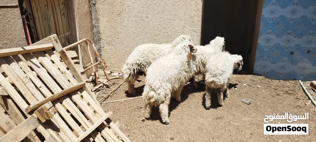 طليان سمان 3 ذكورة وحدة نثيه
