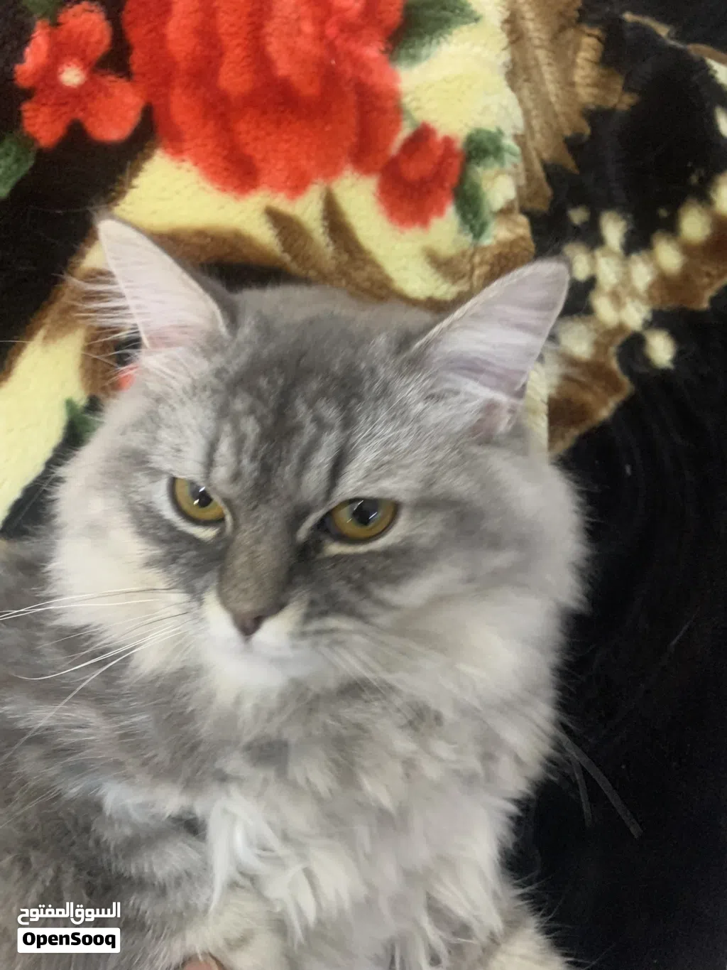 Persian cat cute