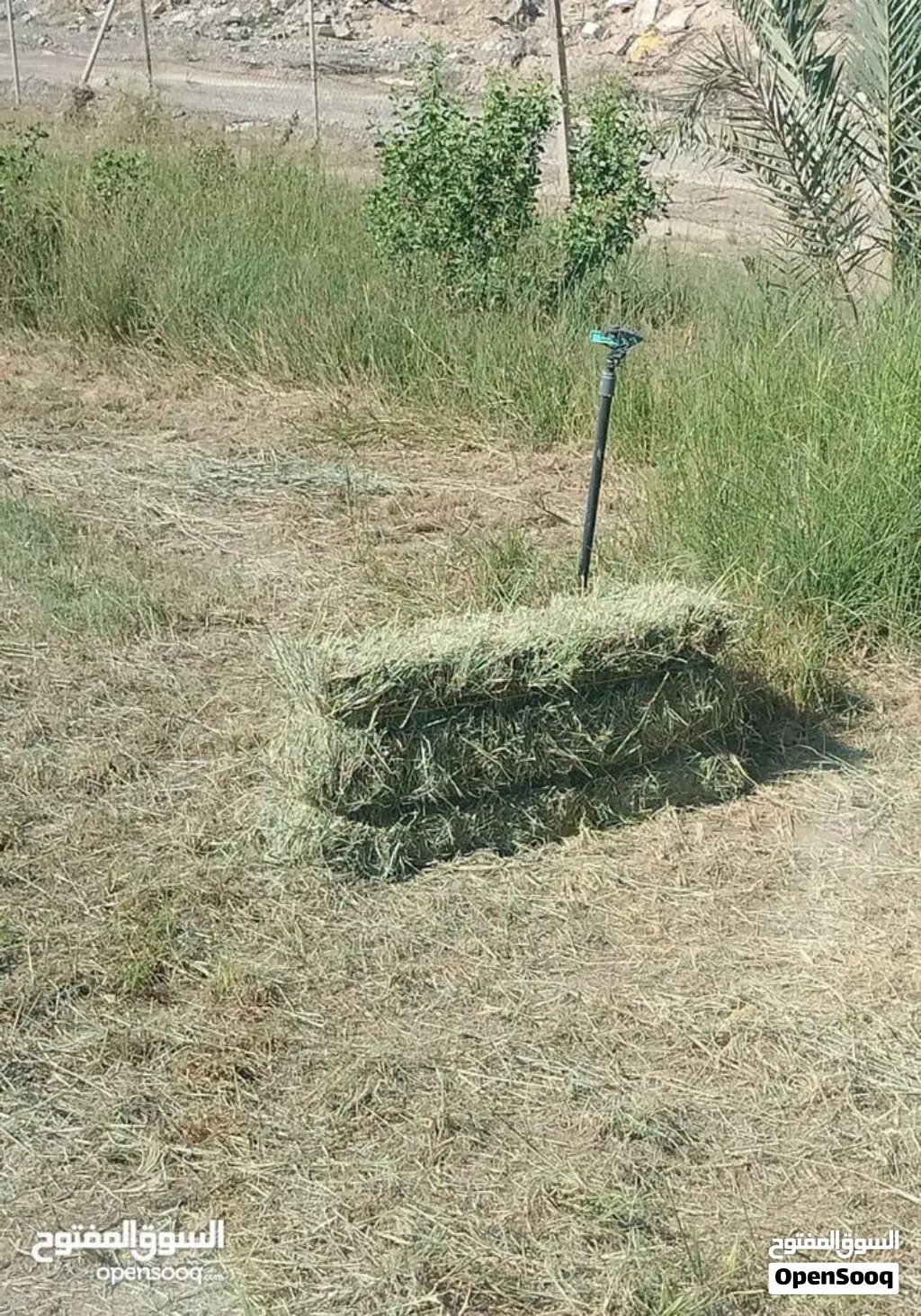 برايد للبيع قصة جديدة
