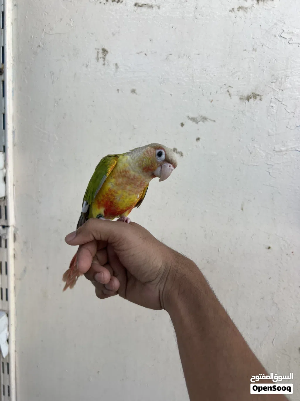 pineapple conure 5 month