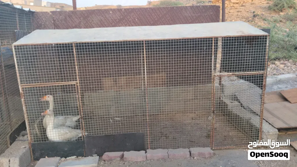 للبيع بط الوز منتجات وبصحة جيده مع القفص مالهم او بدون القفص الجاد يتواصل ع الخاص