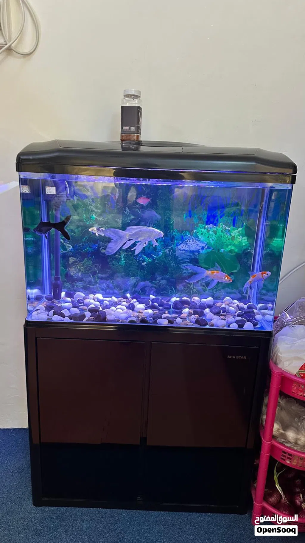 Fish with Aquarium.