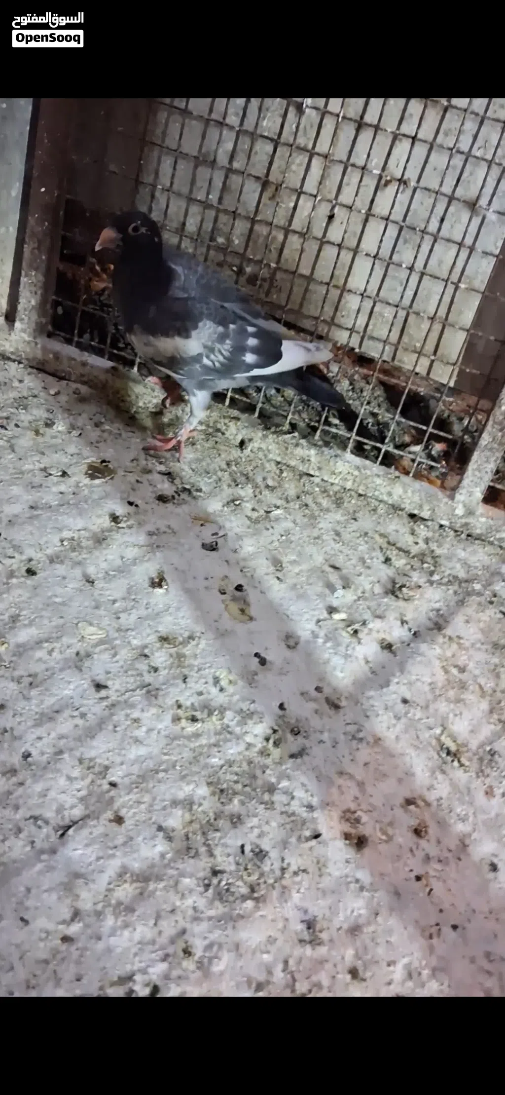 5 فراخ فطم جديد