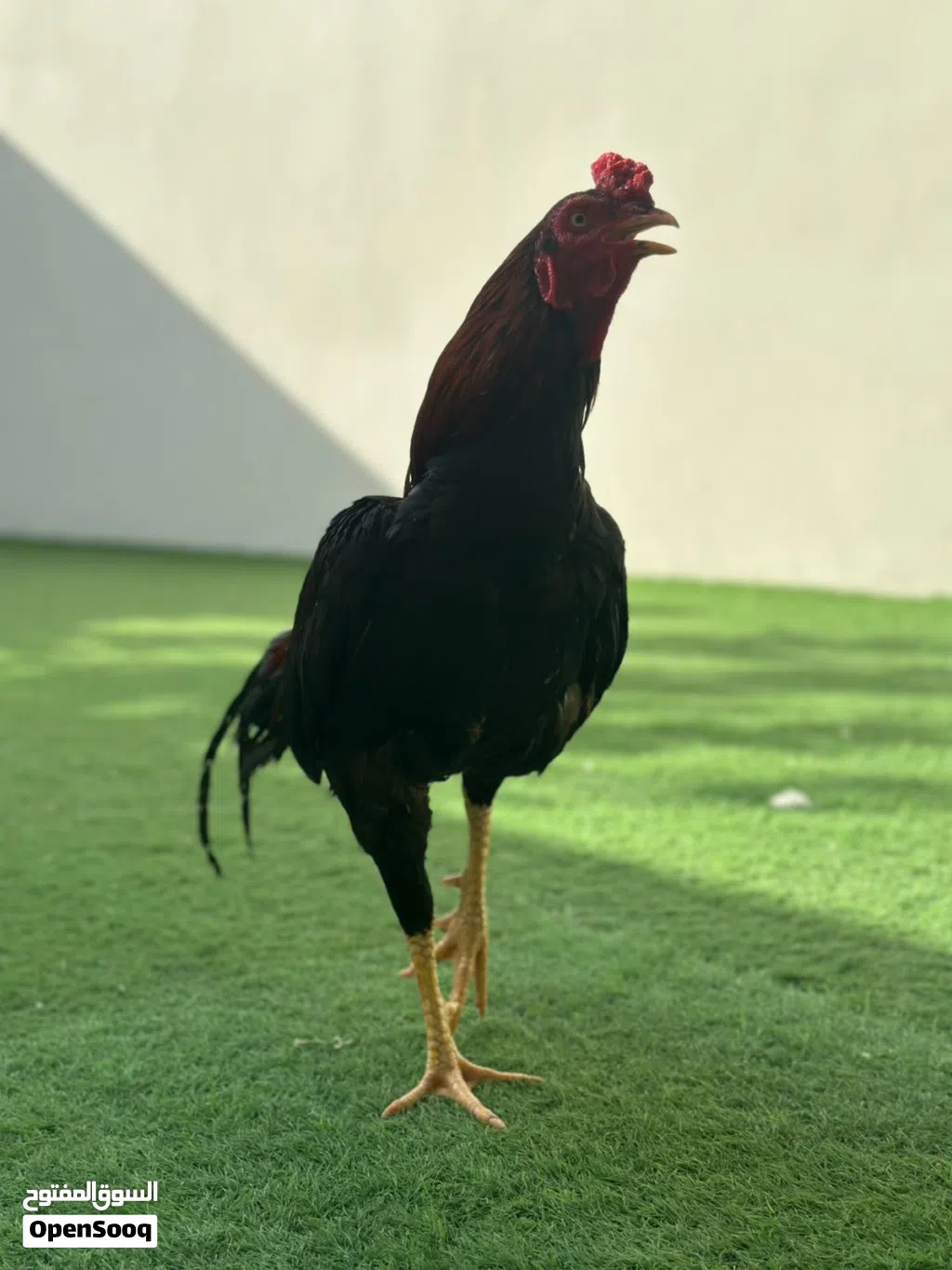 وائل خالد النوفلي