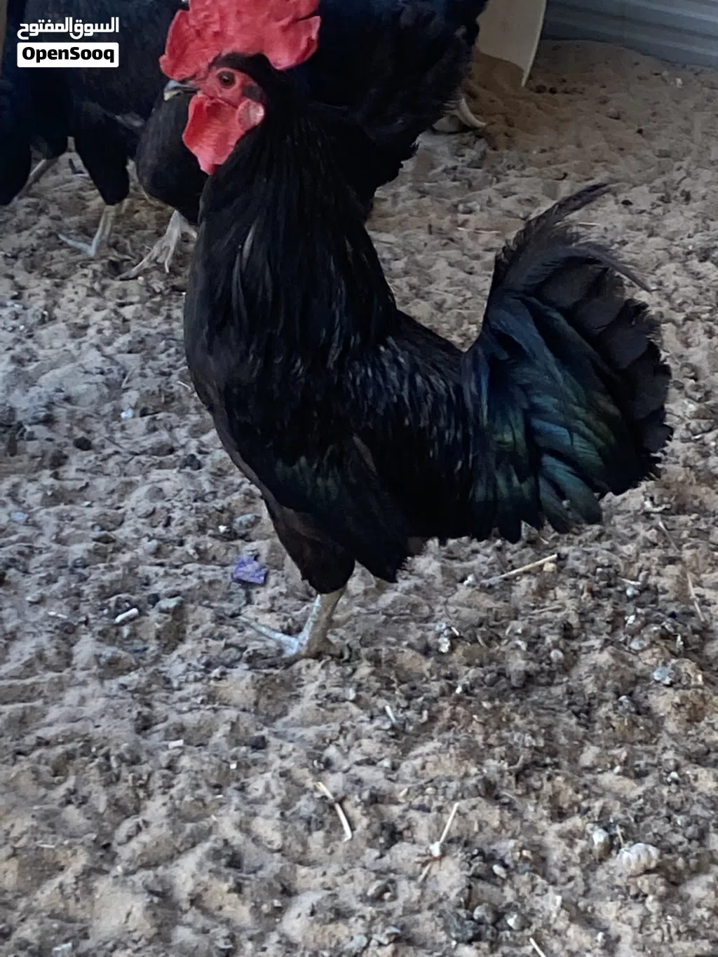 دجاج عراقي