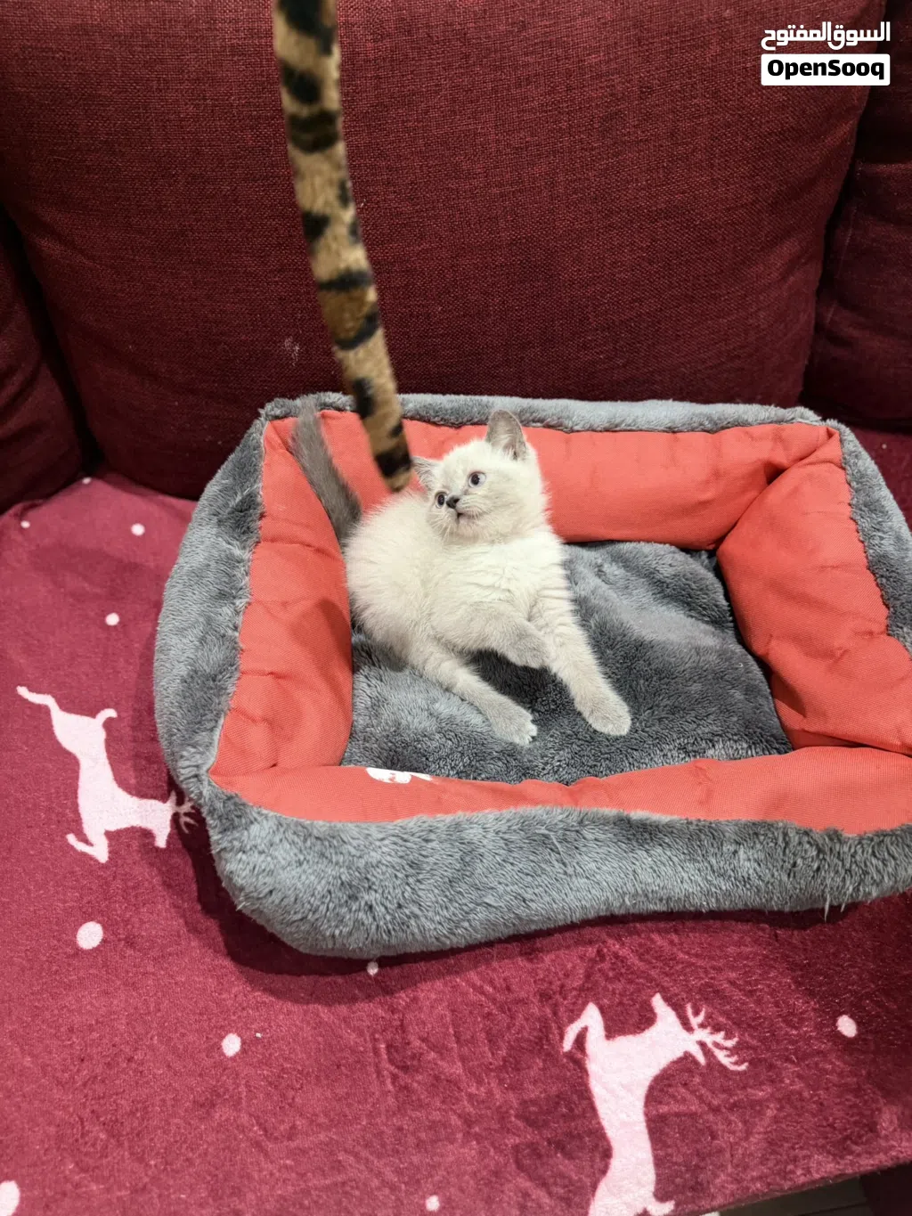 Grey British shorthair male kitten-2.5 months old -litter trained