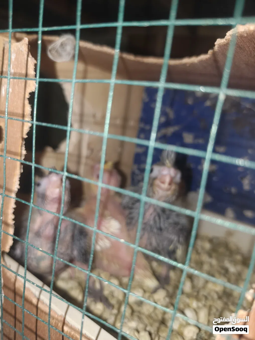 سلام عليكم شباب كوكتيل فراخ سعره 25قفل
