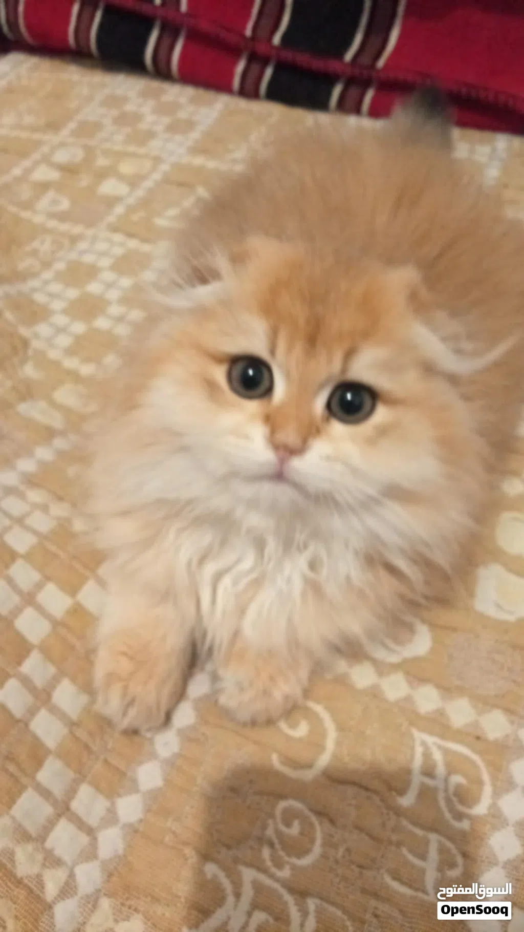 شموسه قطه انثى