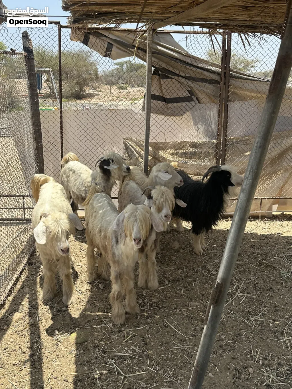 اغنام من حلال الرحوب الفاخر