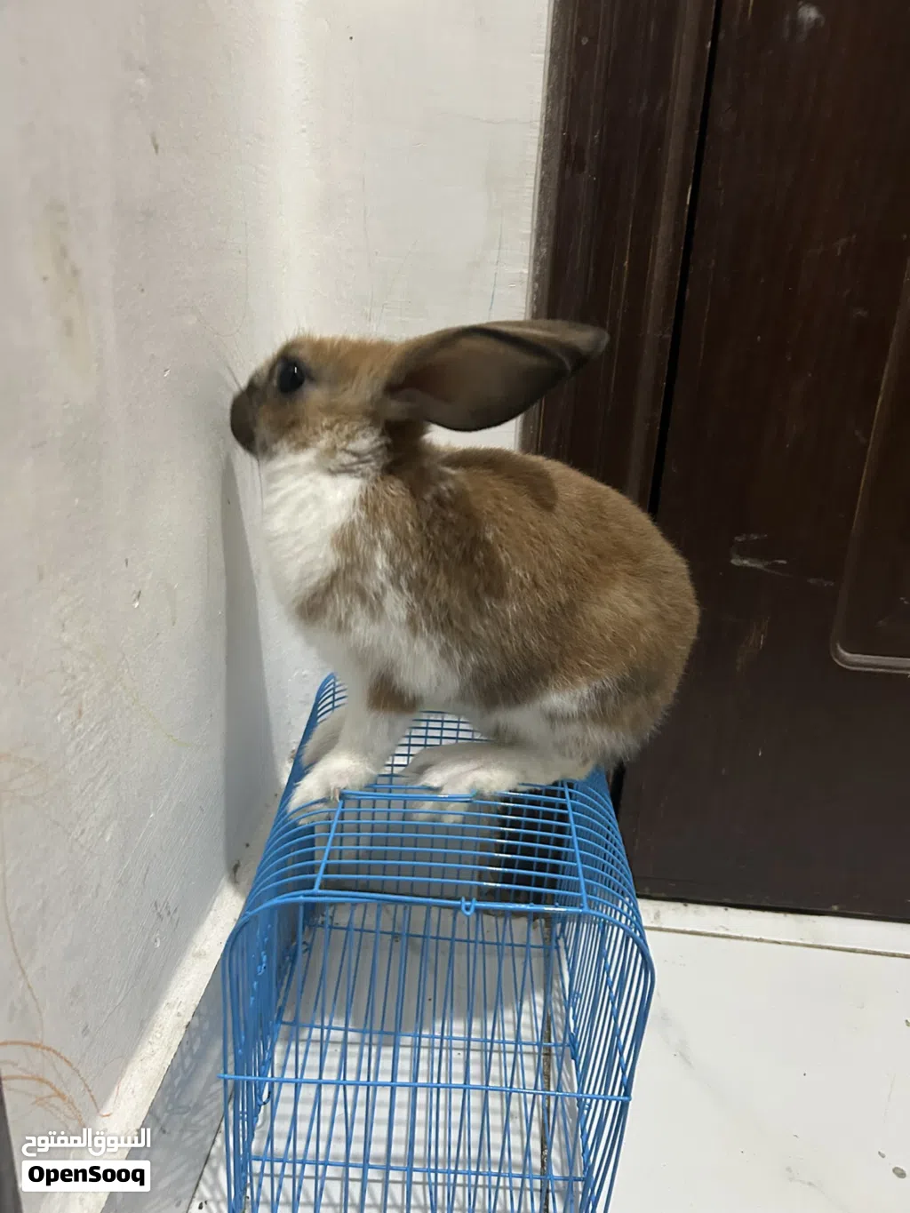 أرنب للبيع