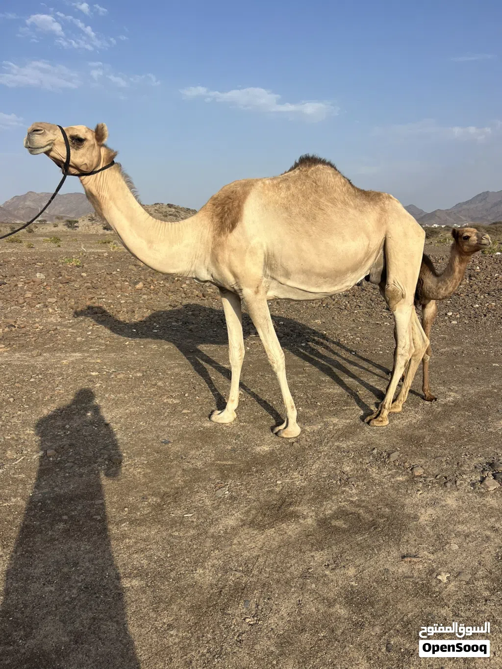 للبيع عزوف تحتها قعود ود شهرين
