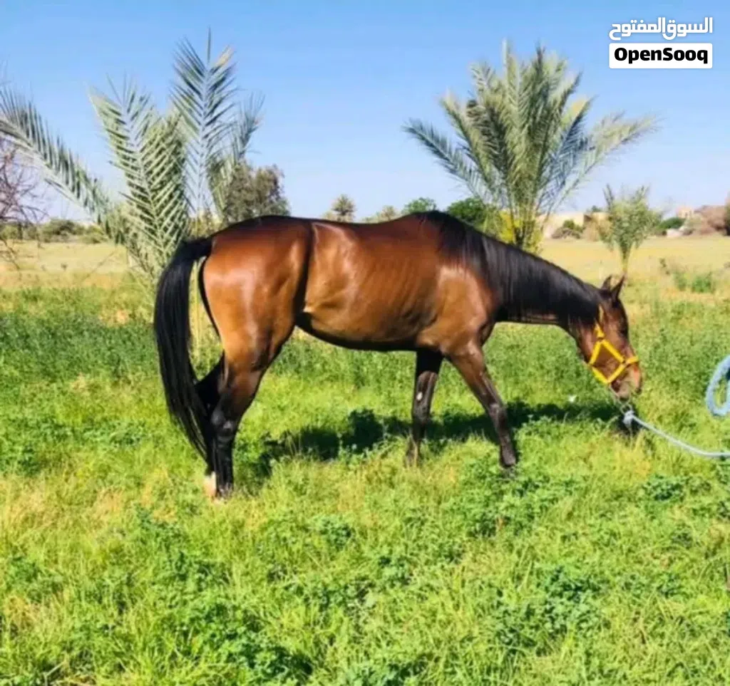 فرس للبيع النوع إنجليزية إنتاج محلي حارز شهرين من الفحل القاعدة
