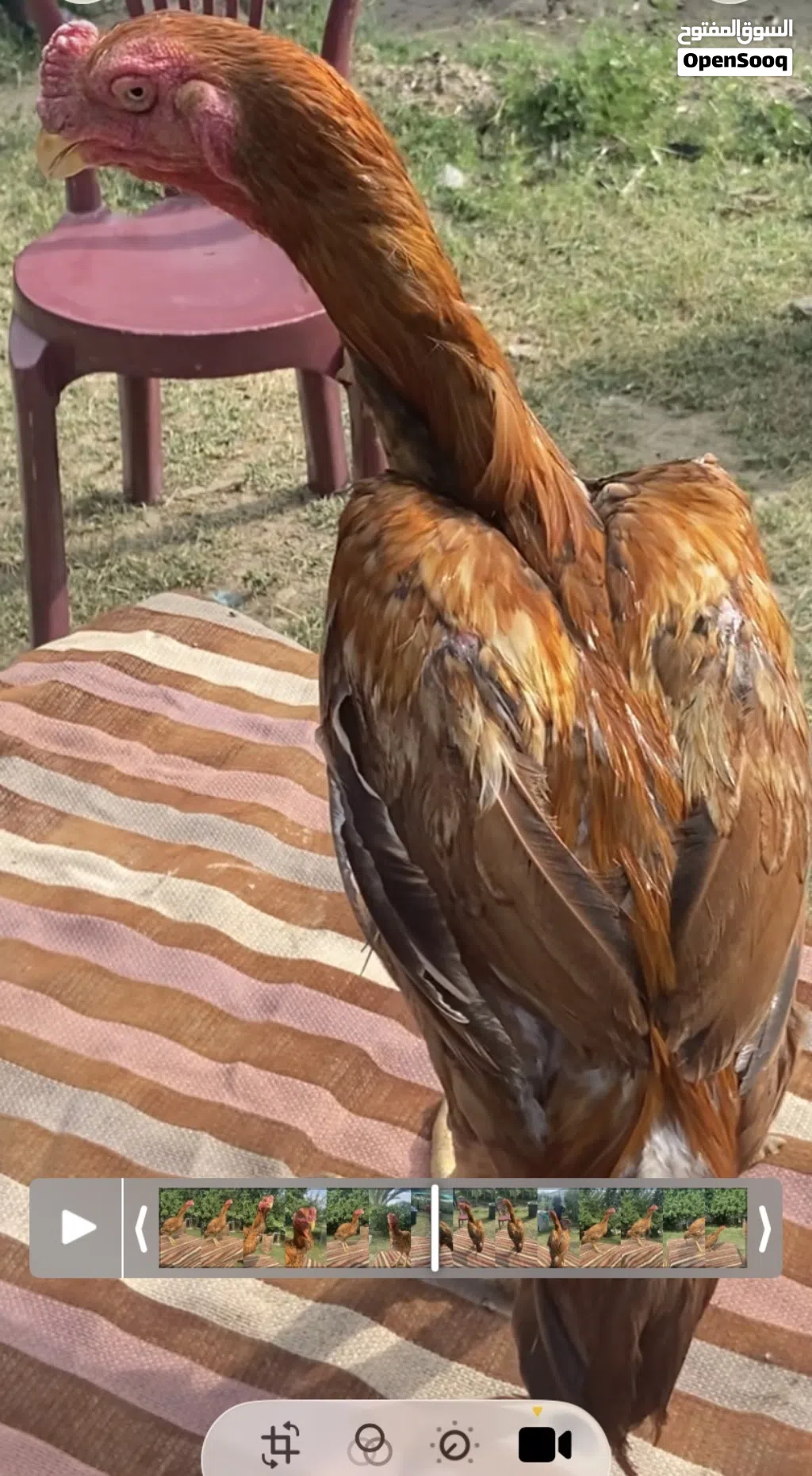 ديك فارسي فاخر الرياض او الباحه