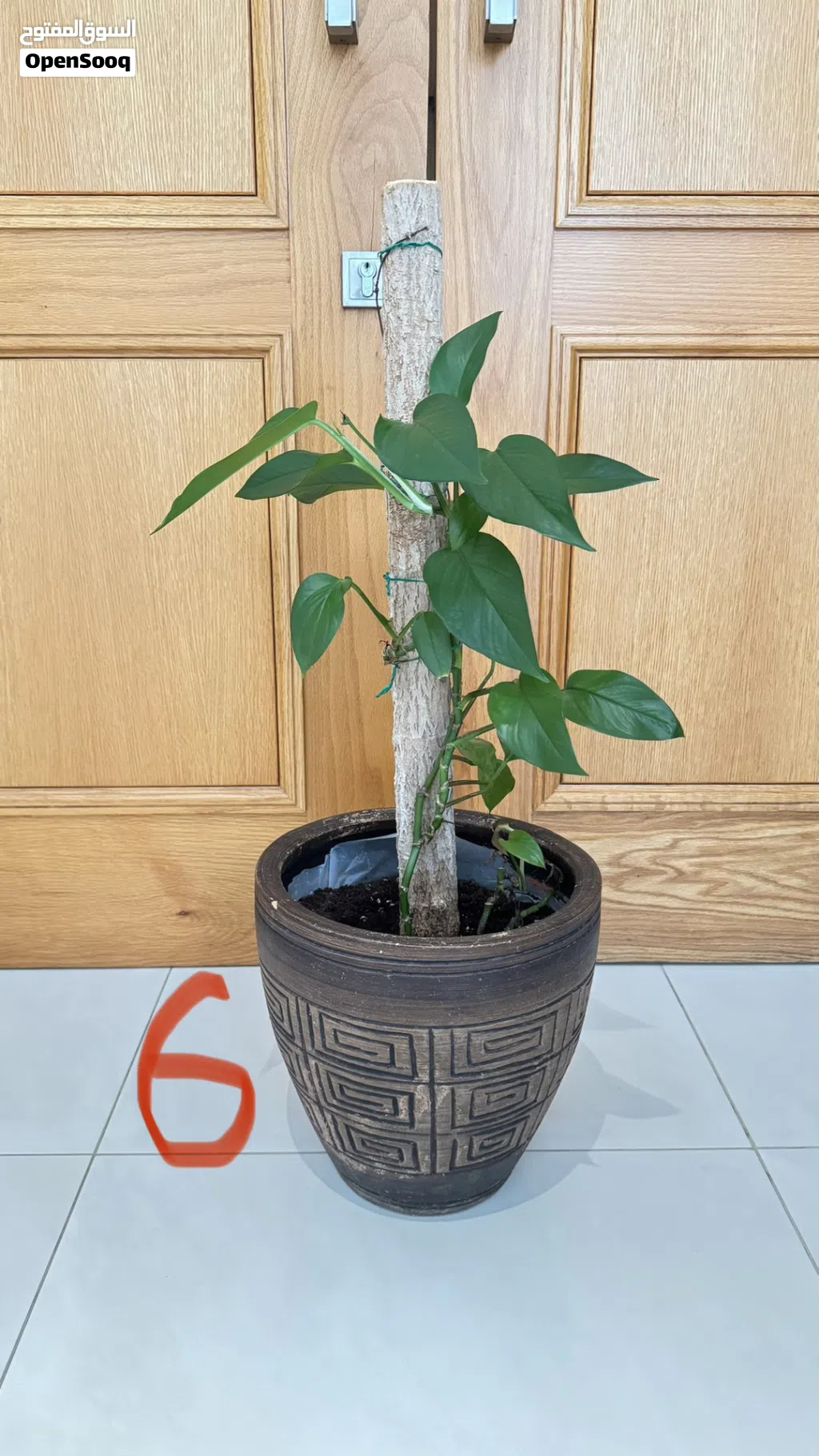 Indoor and Outdoor Plants and Pots