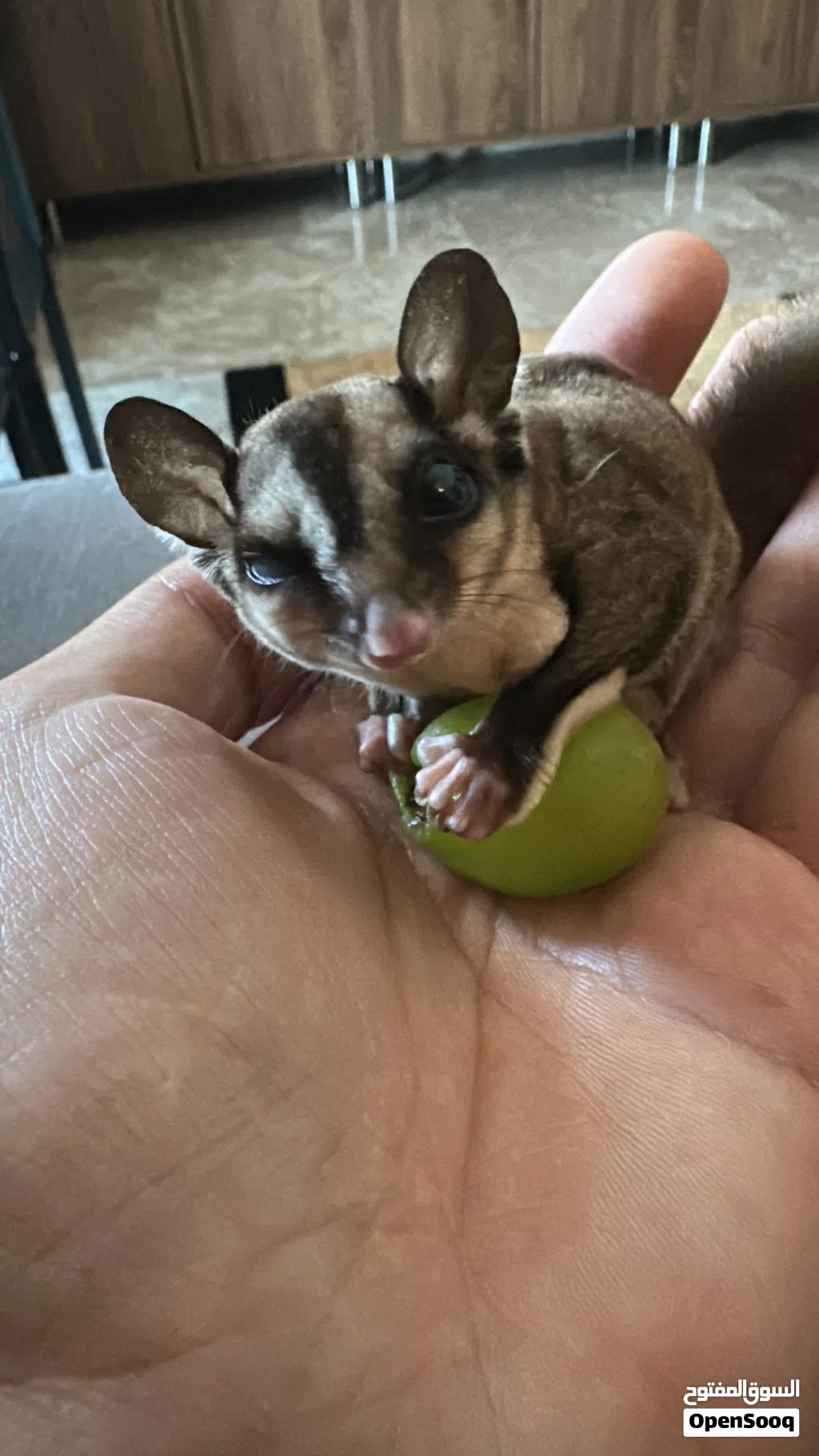 السنجاب الطائر Sugar Glider