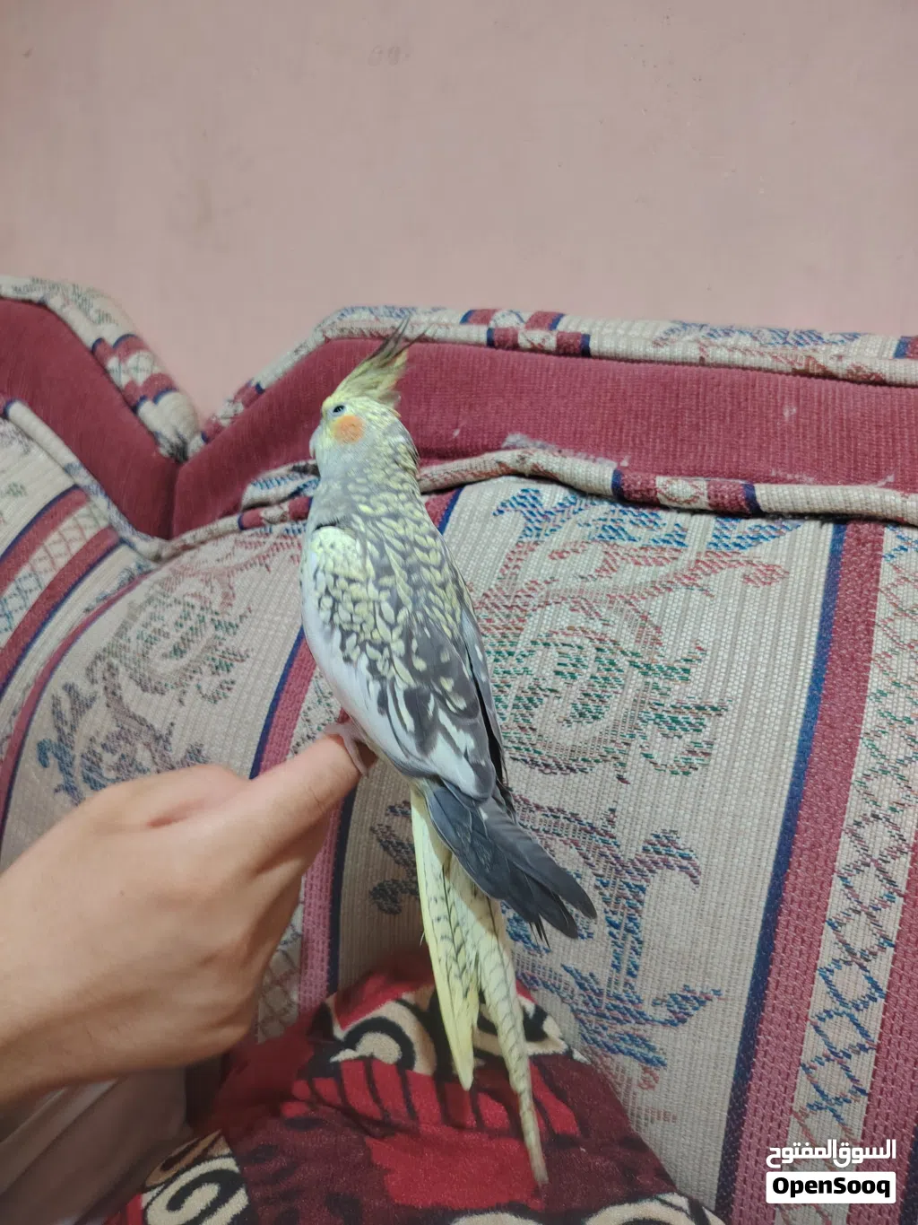 كوكتيل انثى جاهزة أليفة.. مراوس بذكر أليف