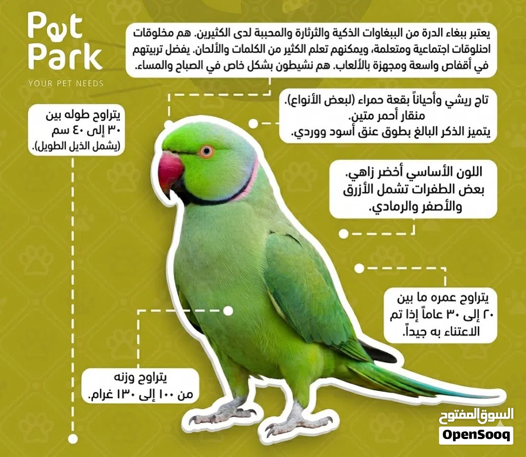 مطلوب زوج دره