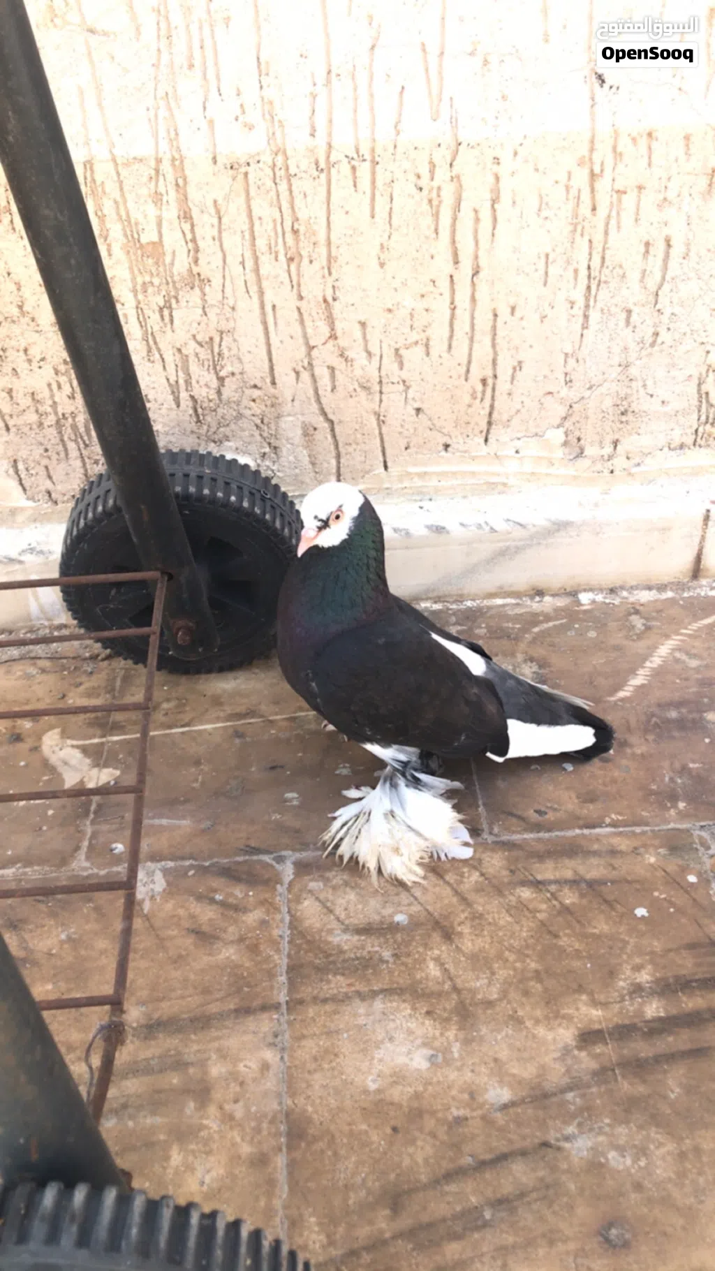 مطلوب انتئ قلاب نفس مواصفات الدكر لي في الصوره
