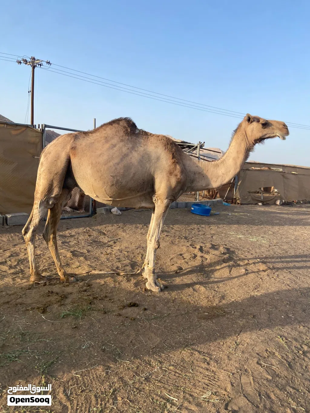 للبيع ناقه حايل طيبه