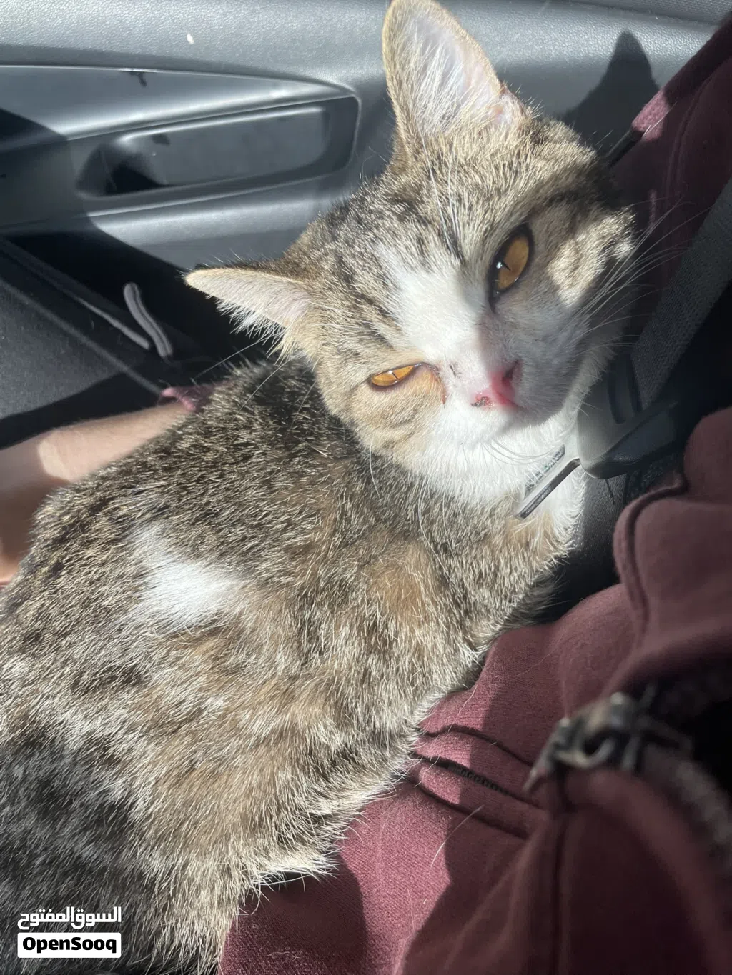 أنثى بريتش شورت هير للتزاوج British short hair female cat looking for male to mate