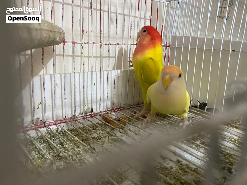 طيور بادجي للبيع