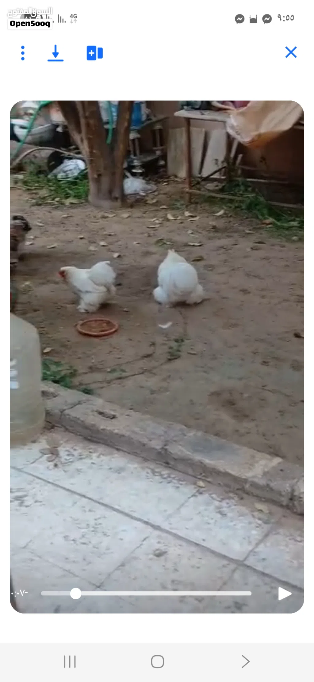 البيع كوبية او دكر بروحه عادي