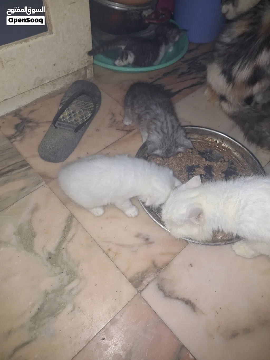قطط شيرازي بيور