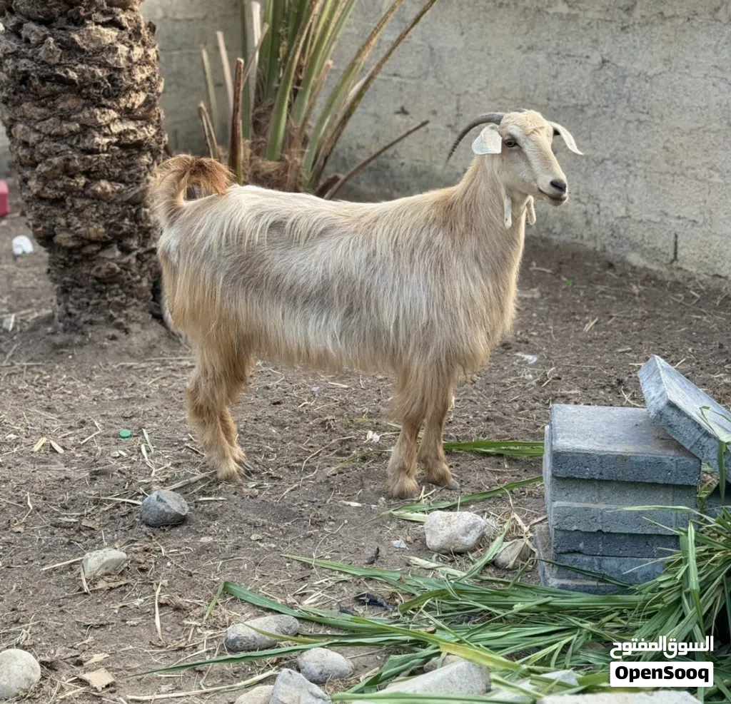 للبيع شاه من حلال الجواميد