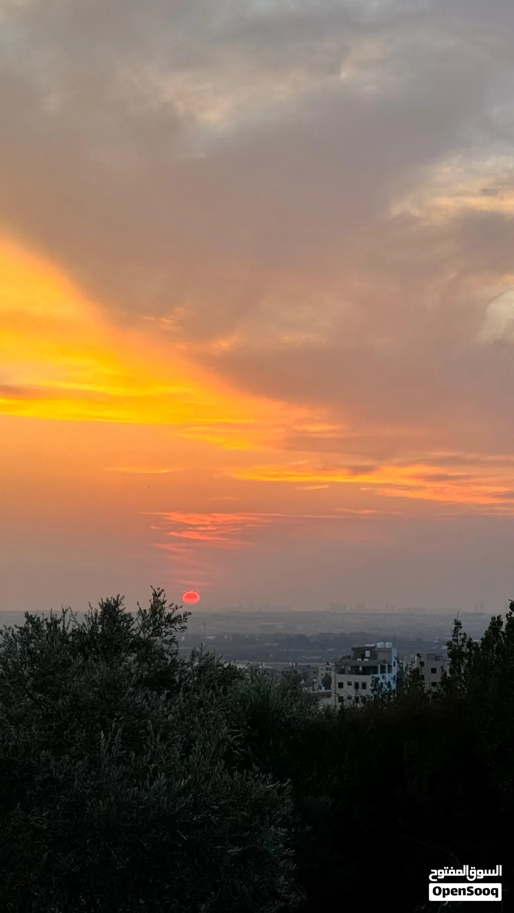 طولكرم / شويكة