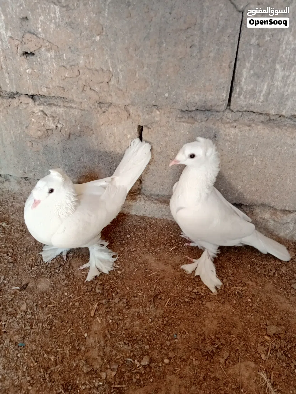 زوج حمام دمكش نثيه وفحل