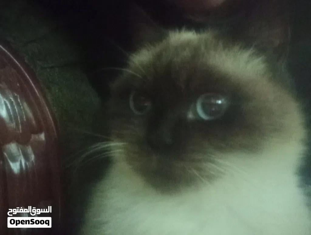 A friendly female cat 1.5 years old with cat food and sand