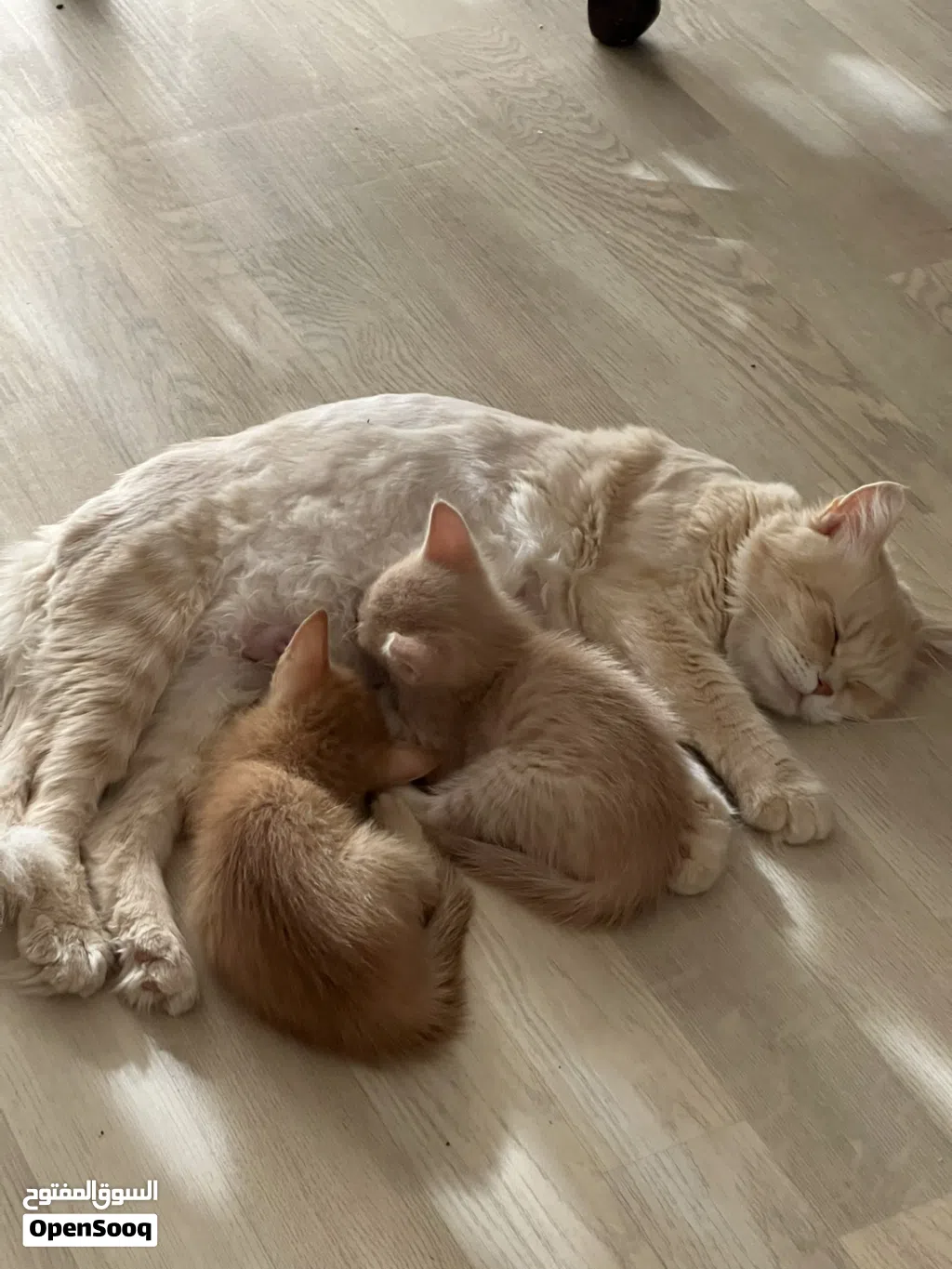 Cat Adoption