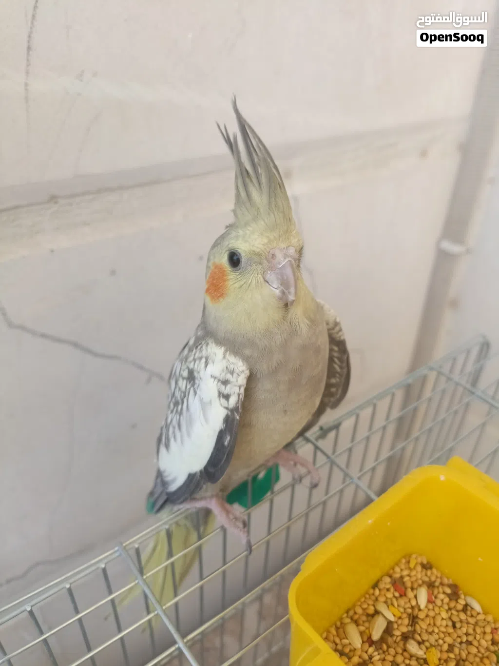 طيره كوكتيل للبيع اول البدل على فحل