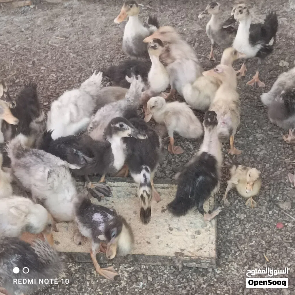 بط محلي صغار و كبار