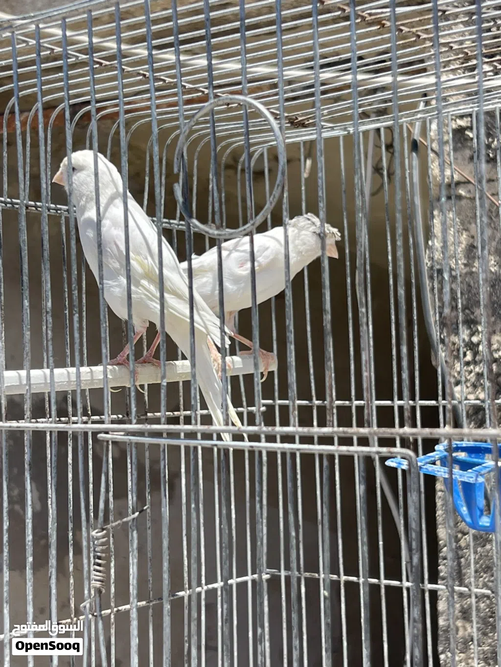 طيور كنار للبيع