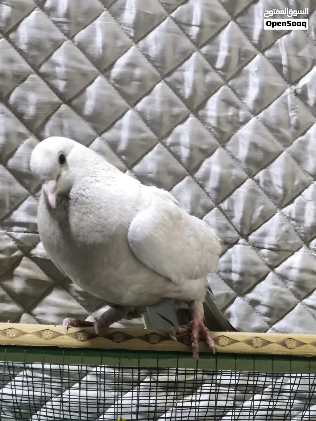 متاح حمام 2 طيور ب5