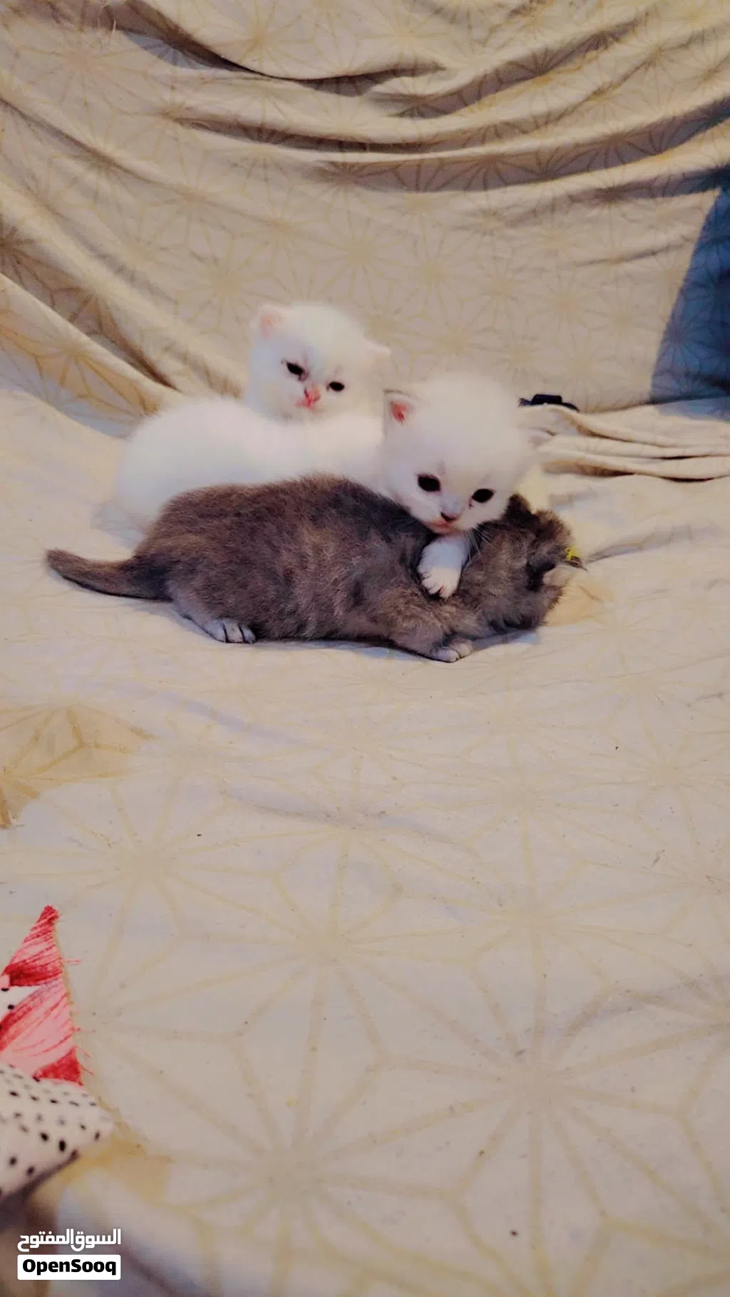 Persian cat