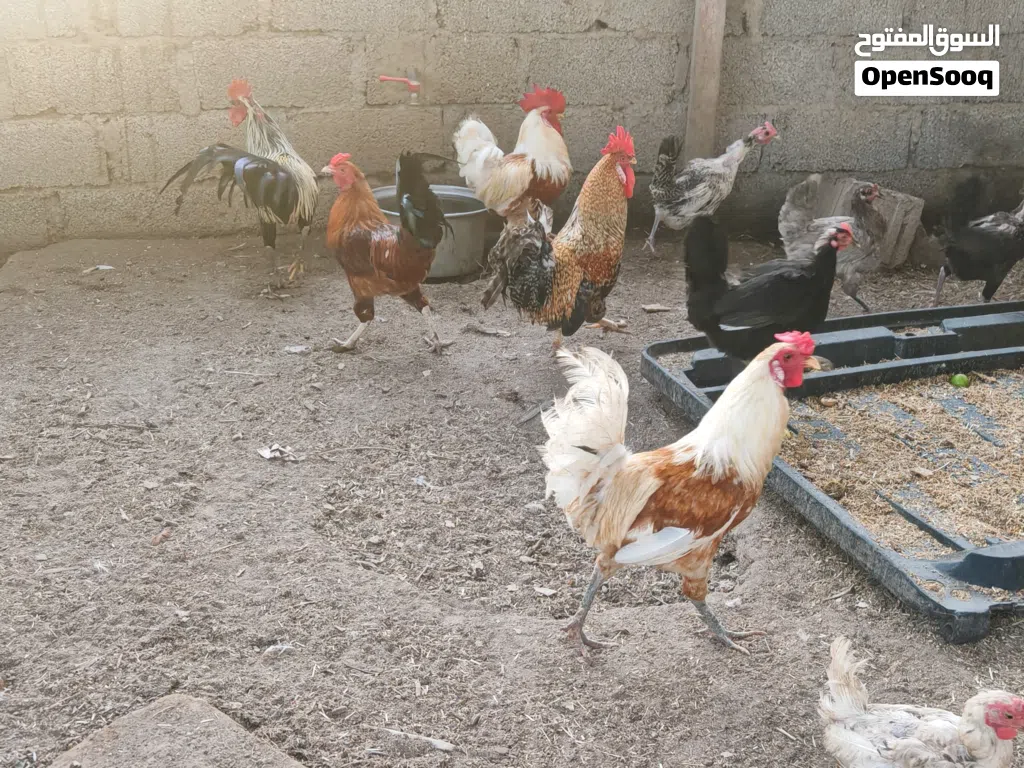 دجاج للبيع ذكور بسعر خيالي