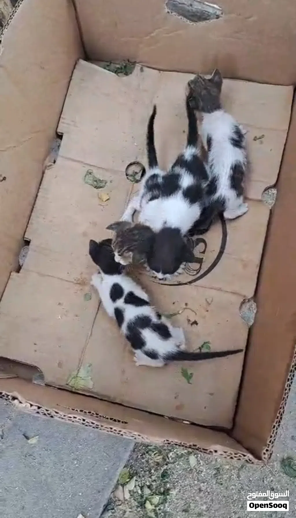 مطلوب قطة مرضعة