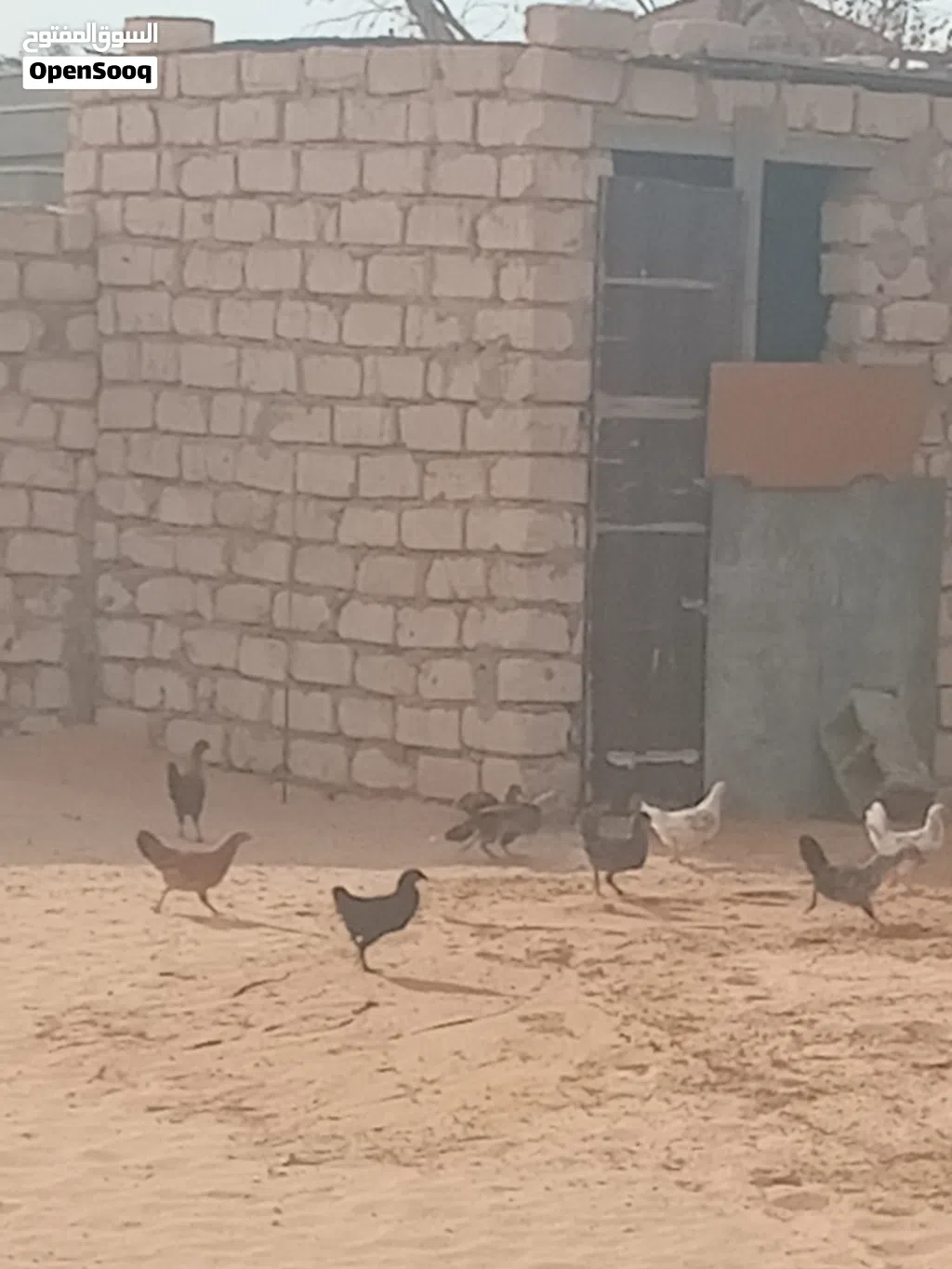 بسم الله عتيق عربي مخلط مشا الله العمر شهرين ونص