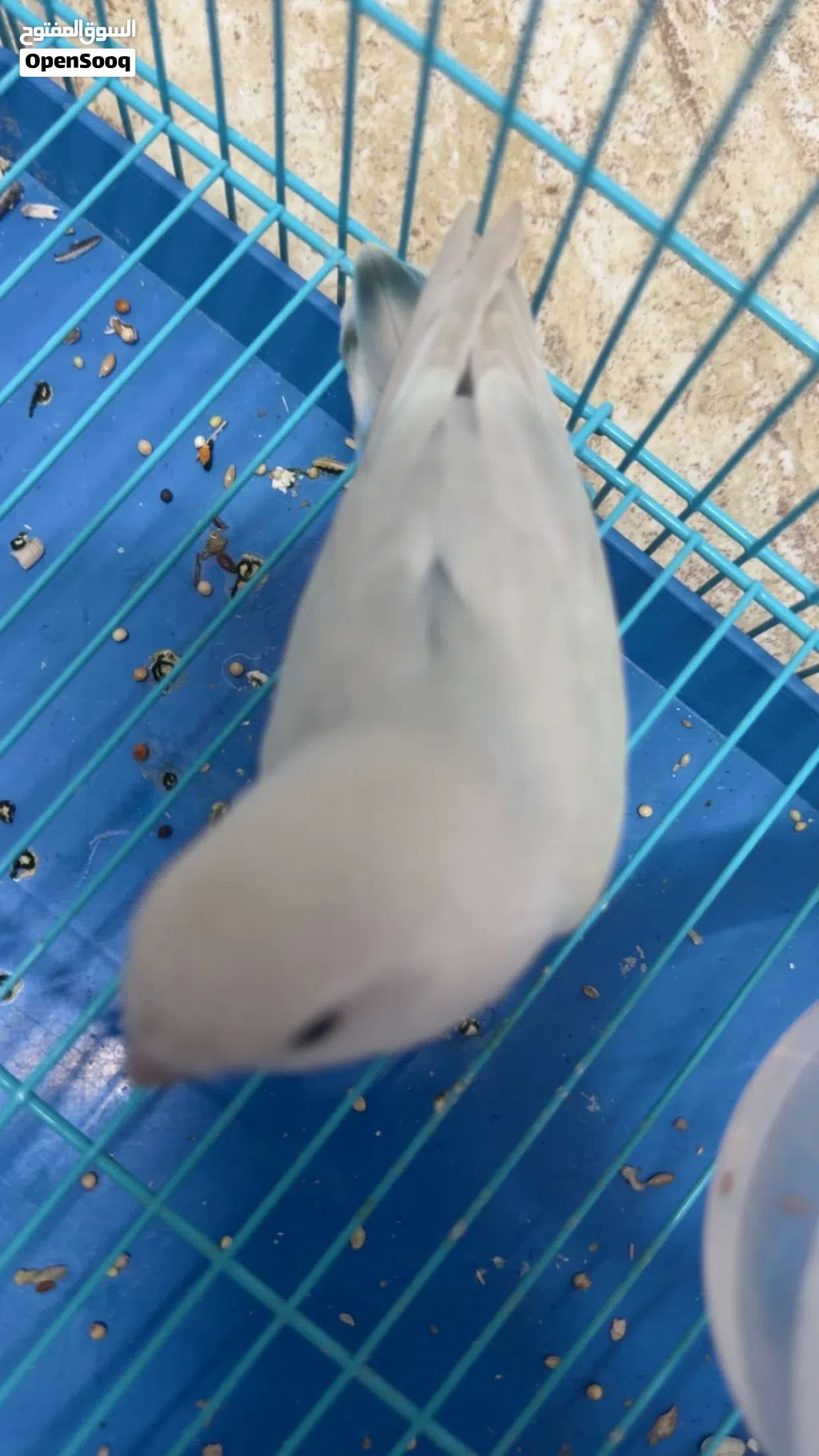 فرخ روز للبيع