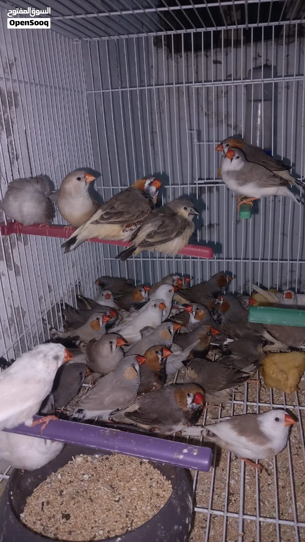 حظيره زيبره