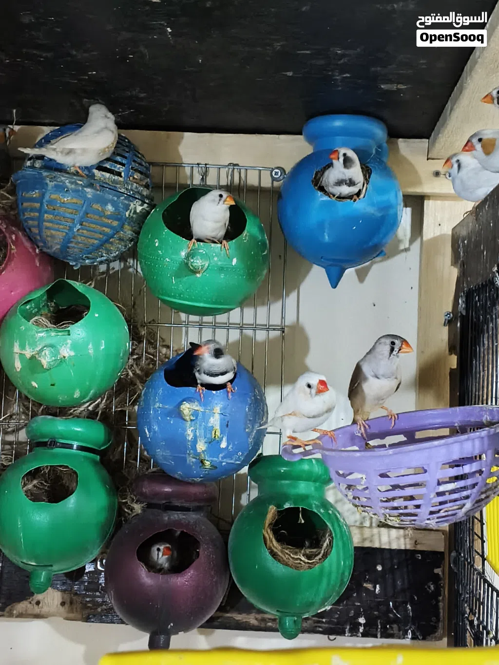 طيور جنة للبيع