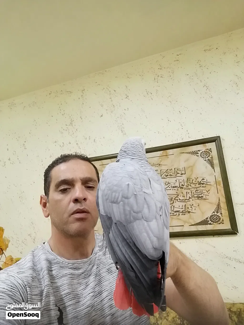 ببغاء كاسكو مزرعة حجل فضي متكلم بحدود 30كلمه