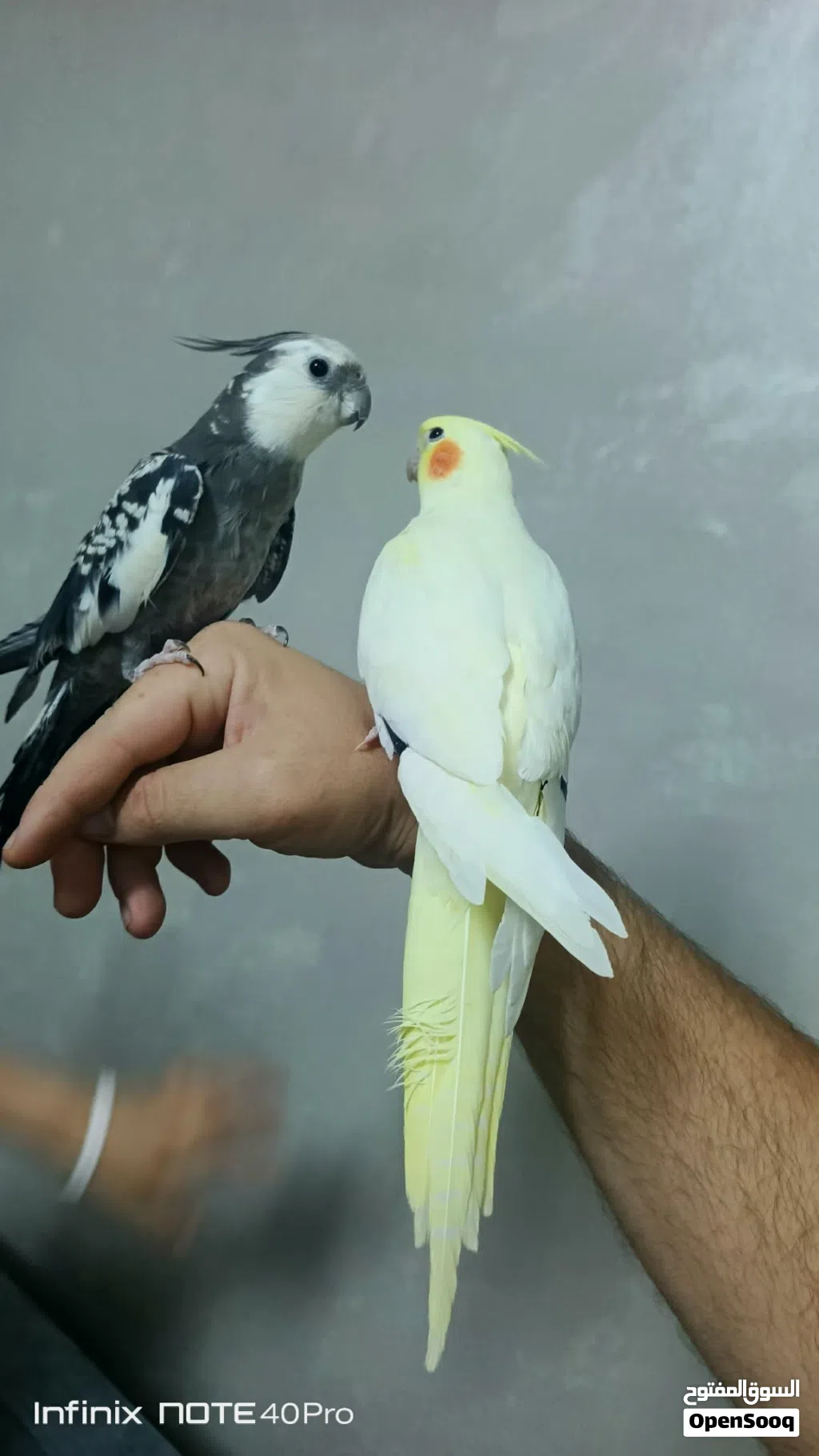 طيور للبيع
