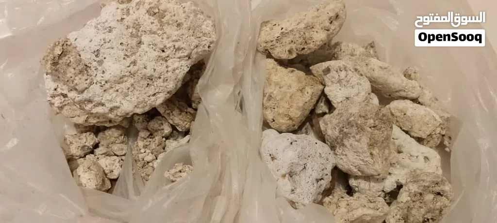 عنبر الحوت