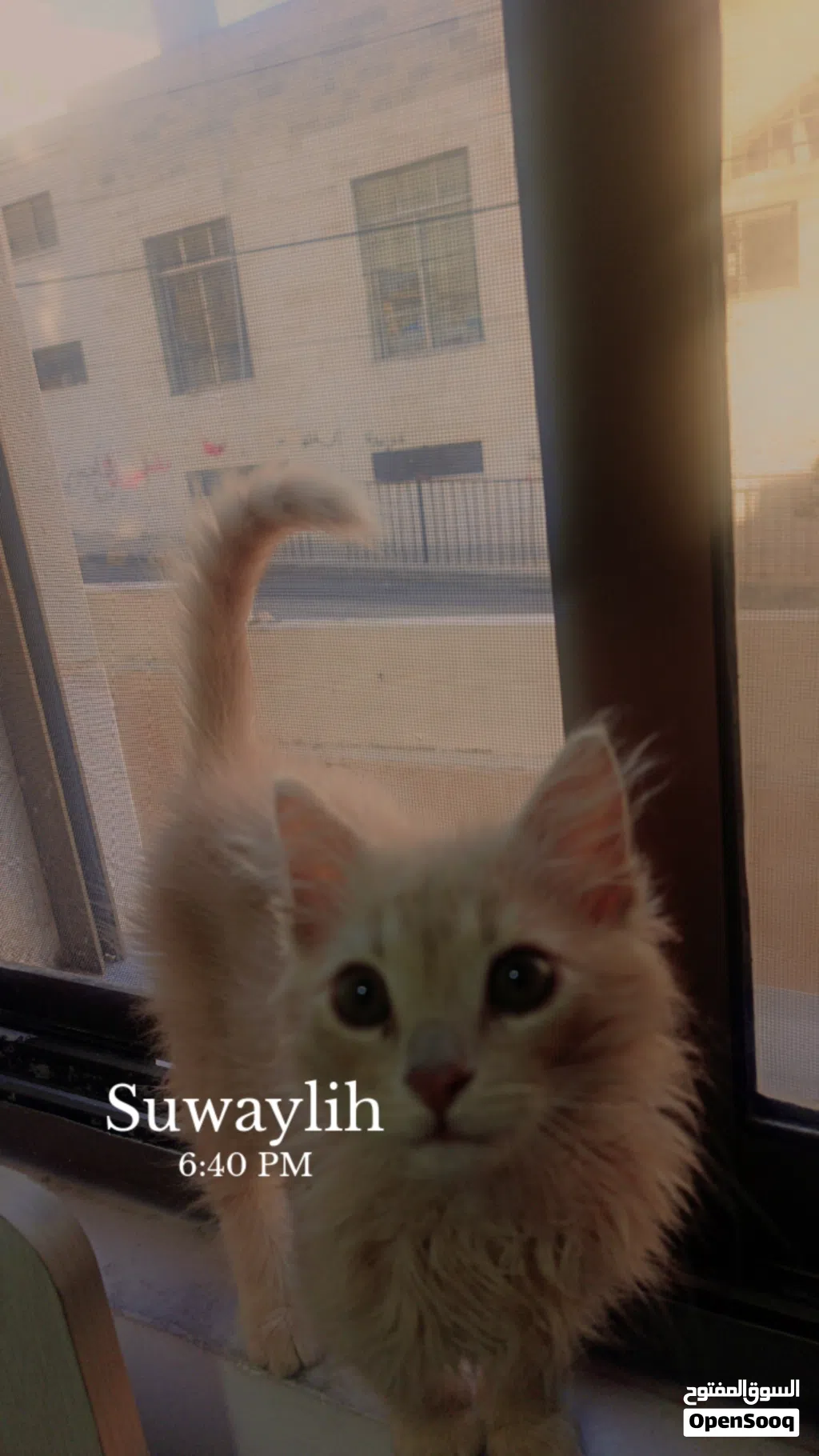 قطة للتبني بعمان