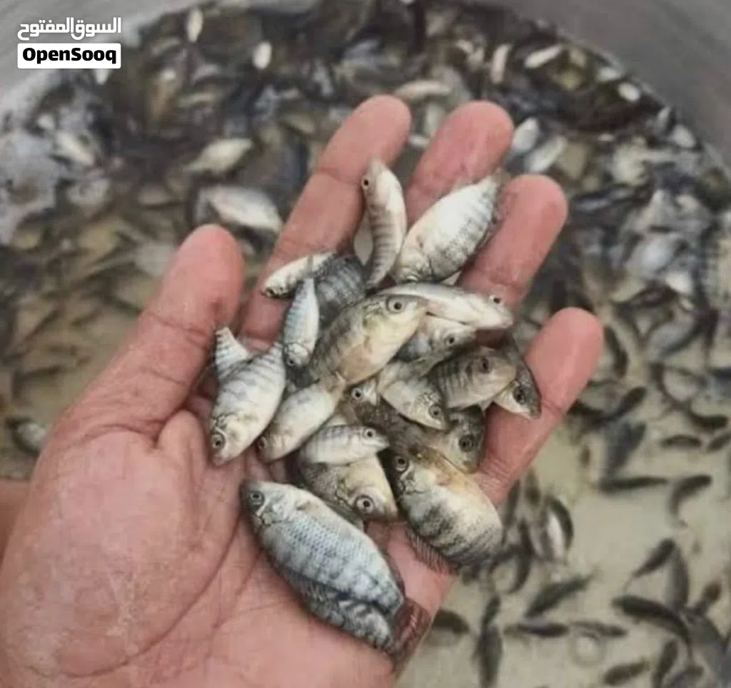 اسماك البلطي