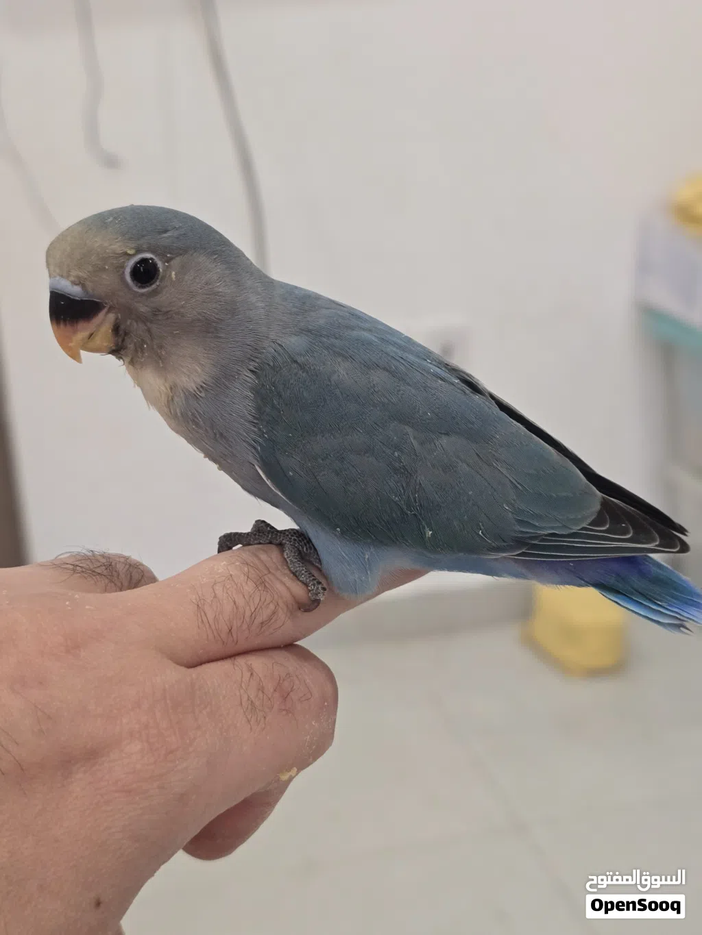 للبيع فراخ لفبيرد روز عمر شهر الطير على 12 دينار Lovebird chicks for sale, one month old, price p