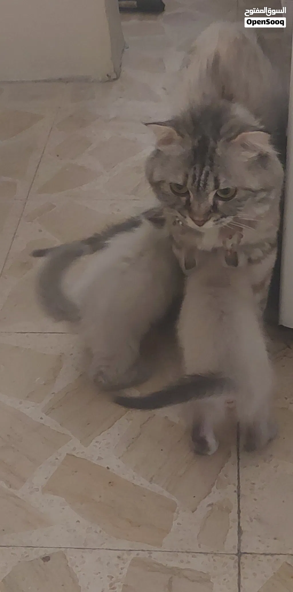 قطط سكوتش فولد مكس شانشيلا